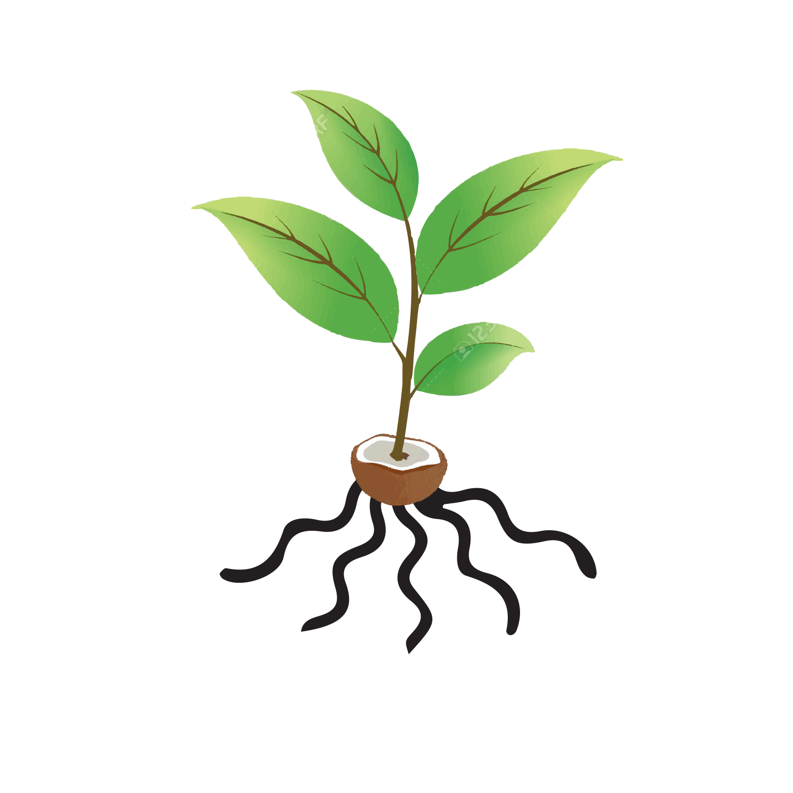 Coco.png?1450348291512