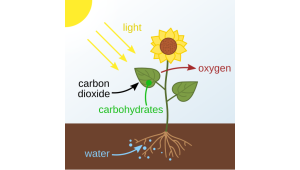 Photosynthesis