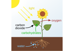 What Is Photosynthesis? And why is the most important thing on earth?