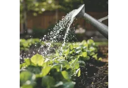 Irrigation method with lightmix (peat based substrate) + GHF Bioline (peat based substrate)