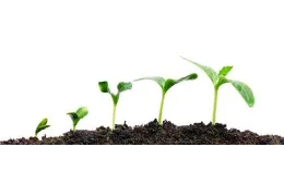 What Does a Plant Need to Survive and Grow? The 5 Pillars of Cultivation